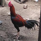 L