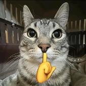 L