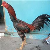 L