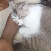 Đ