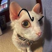 Đ